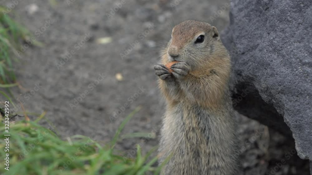 Arctic ground squirrel eating almond nut holding food in paws. Cute curious wild animal of genus of medium sized rodents of squirrel family. Eurasia, Russia, Kamchatka Peninsula. Arctic ground squirrel eating almond nut holding food in paws. Cute curious wild animal of genus of medium sized rodents of squirrel family. Eurasia, Russia, Kamchatka Peninsula.