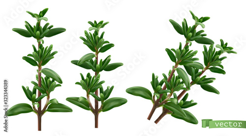 Thymus vulgaris  thyme aromatic herbs. 3d realistic food illustration. Vector object