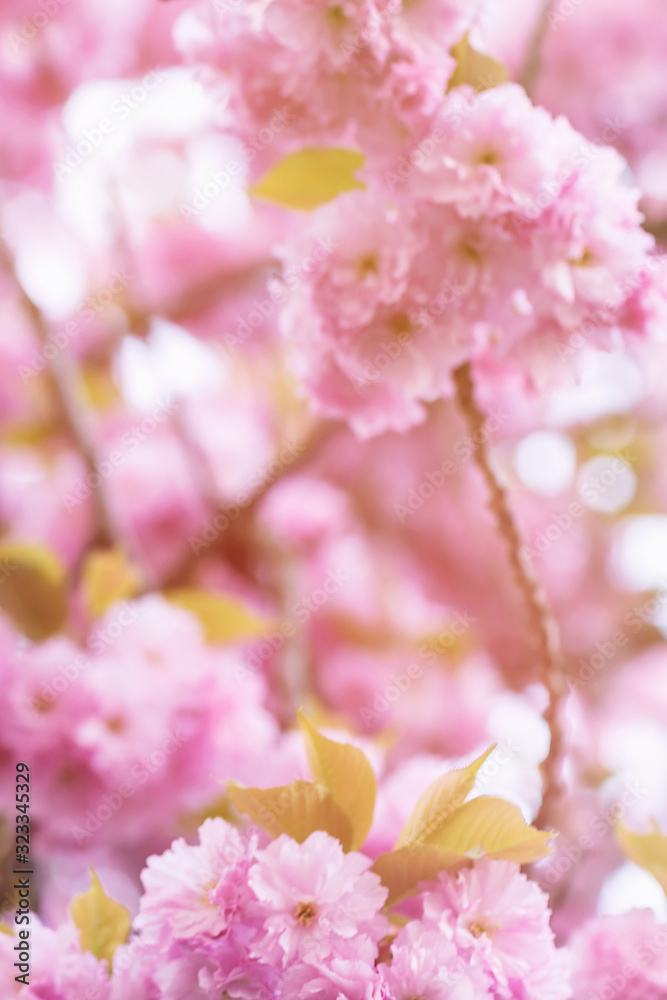 Fototapeta premium Blurred blooming sakura branch background. Close up, selective focus.