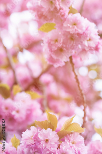 Blurred blooming sakura branch background. Close up, selective focus.