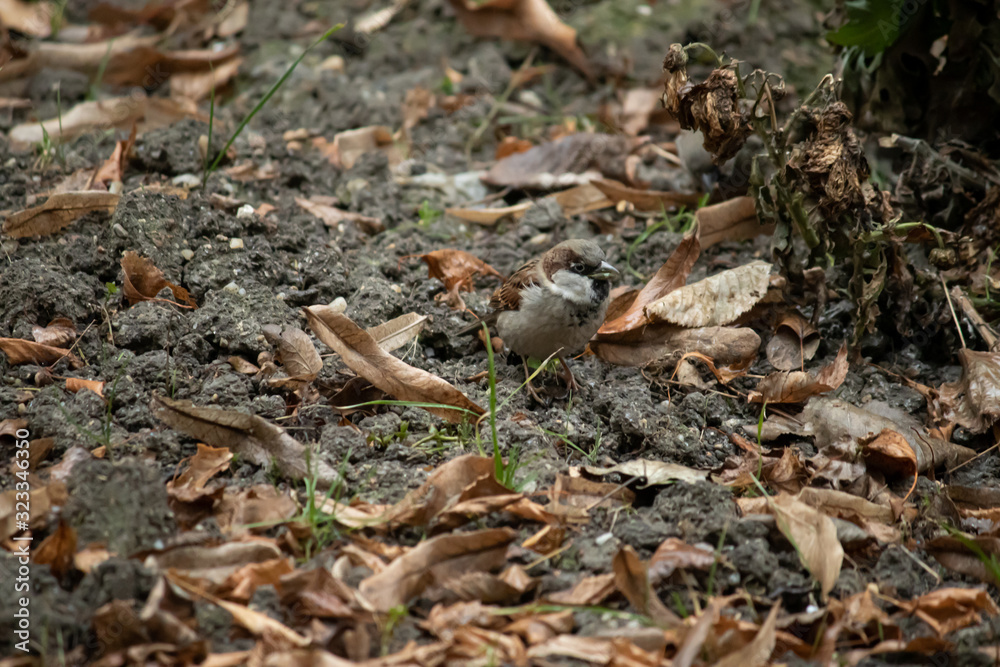 small swallow bird on the ground in autmun looking for something to eat small swallow bird on the ground in autmun looking for something to eat