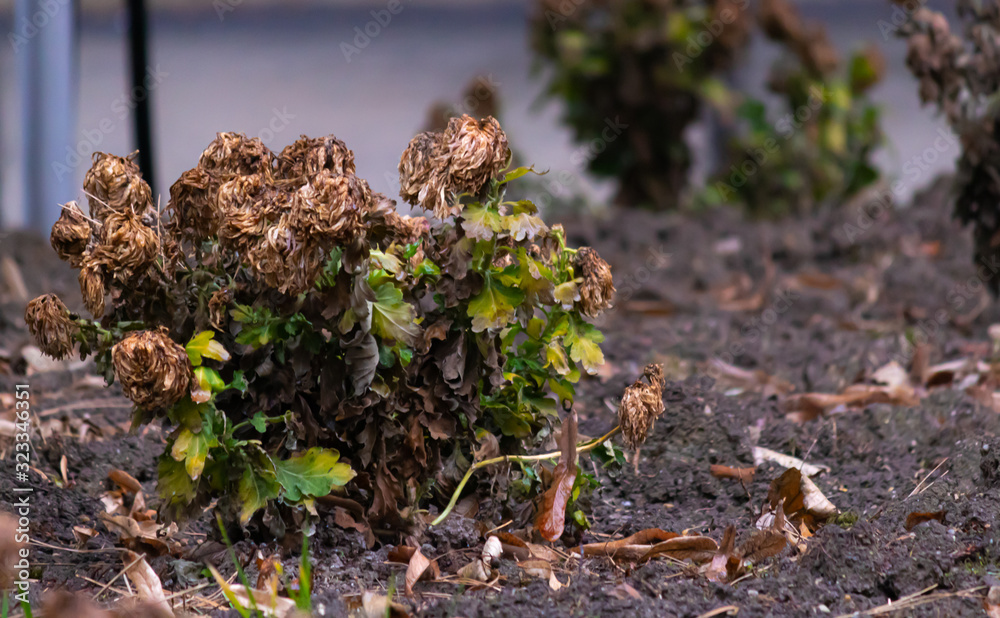 dead garden roses in autmun dead garden roses in autmun