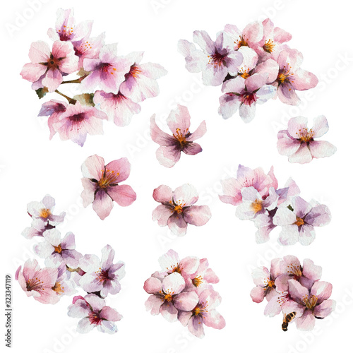 Watercolor cherry blossom. Seasonal spring illustration. Set of floral design elements.