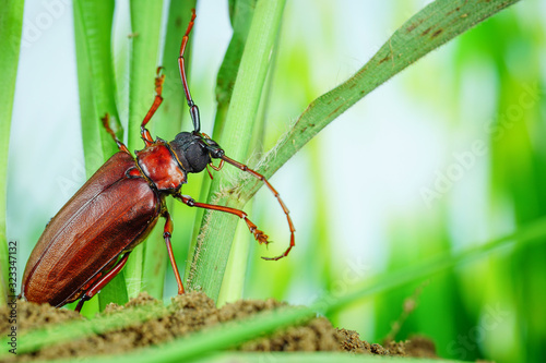 This is a titan beetle or beetle titanium or Longhorned Beetles, The beetle that destroys the cane root of the farmer in thailand, But it can be eaten as food photo