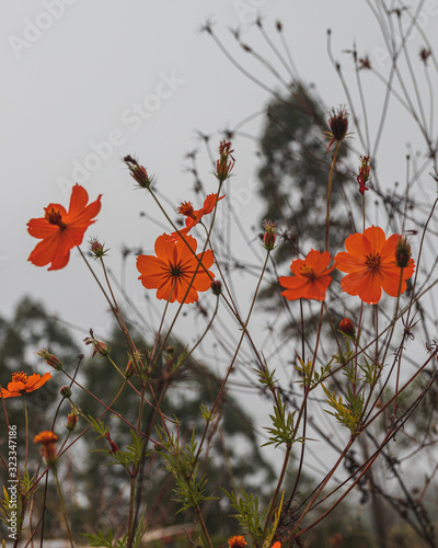 As flores do marco zero em Tiradentes