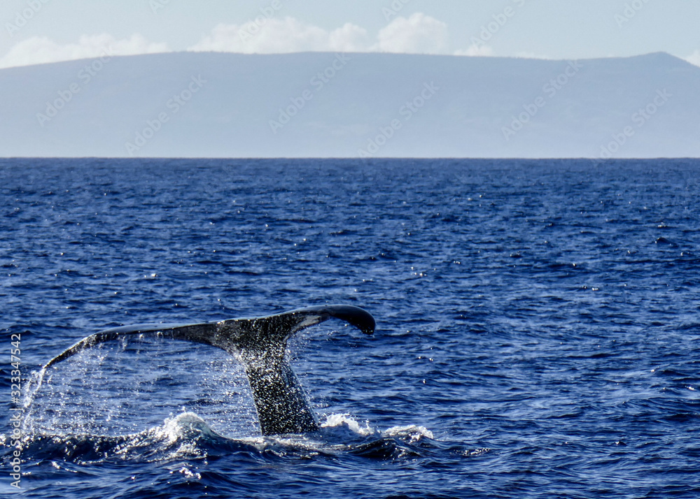 Fototapeta premium Whale tales 