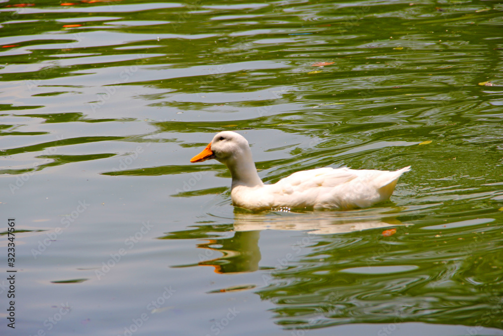 Birds on lake