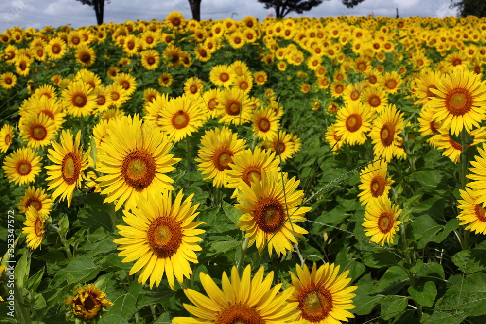 Obraz premium ひまわり畑