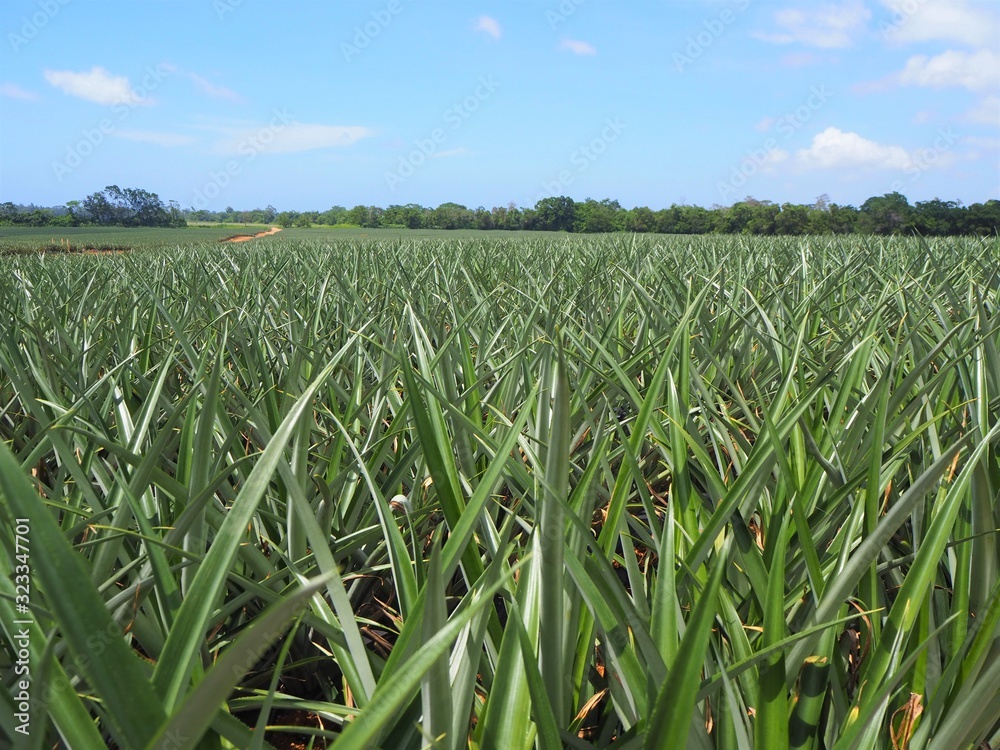 Obraz premium Pineapples growing in a field in Honduras.