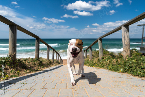 Photography Playful dog by the sea, Sydney Australia