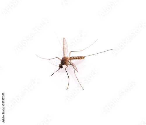 Mosquito isolated on white background