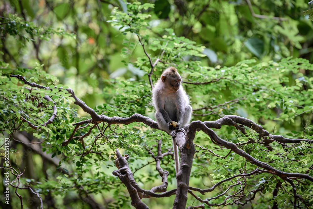 A monkey in Monkey Mountain, Bali, Indonesia A monkey in Monkey Mountain, Bali, Indonesia