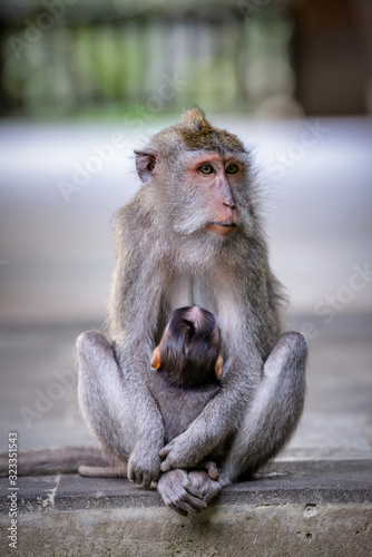 A mother monkey is feeding her baby in Monkey Mountain  Bali  Indonesia