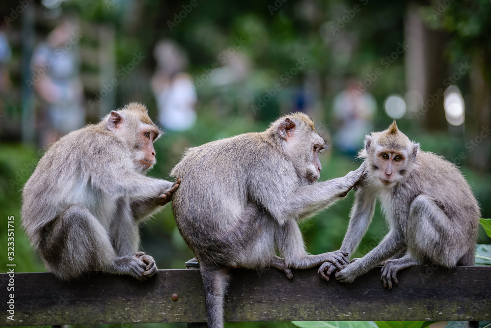 A monkey family in Monkey Mountain, Bali, Indonesia