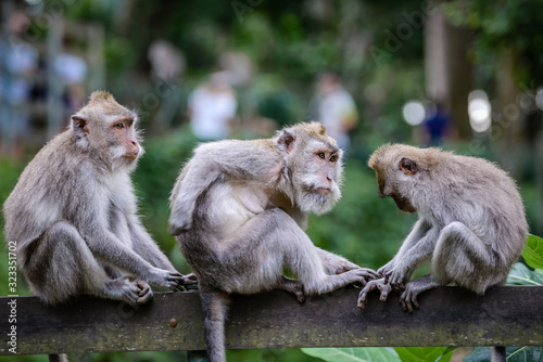 A monkey family in Monkey Mountain  Bali  Indonesia