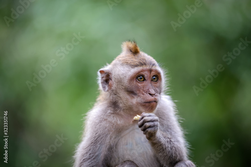 A monkey in Monkey Mountain, Bali, Indonesia