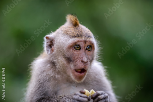 A monkey in Monkey Mountain, Bali, Indonesia photo