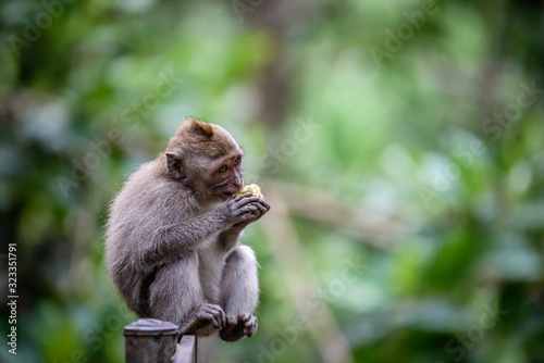Fotografie A monkey in Monkey Mountain, Bali, Indonesia