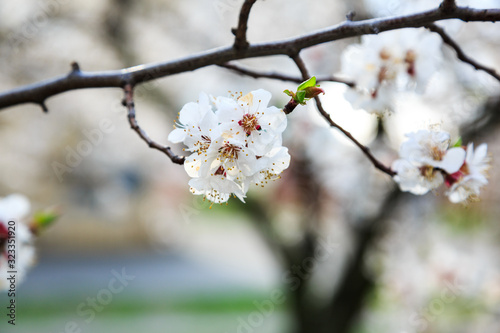 Blossoming cherry trees in spring. Sakura branches with sunlight. Nature background 