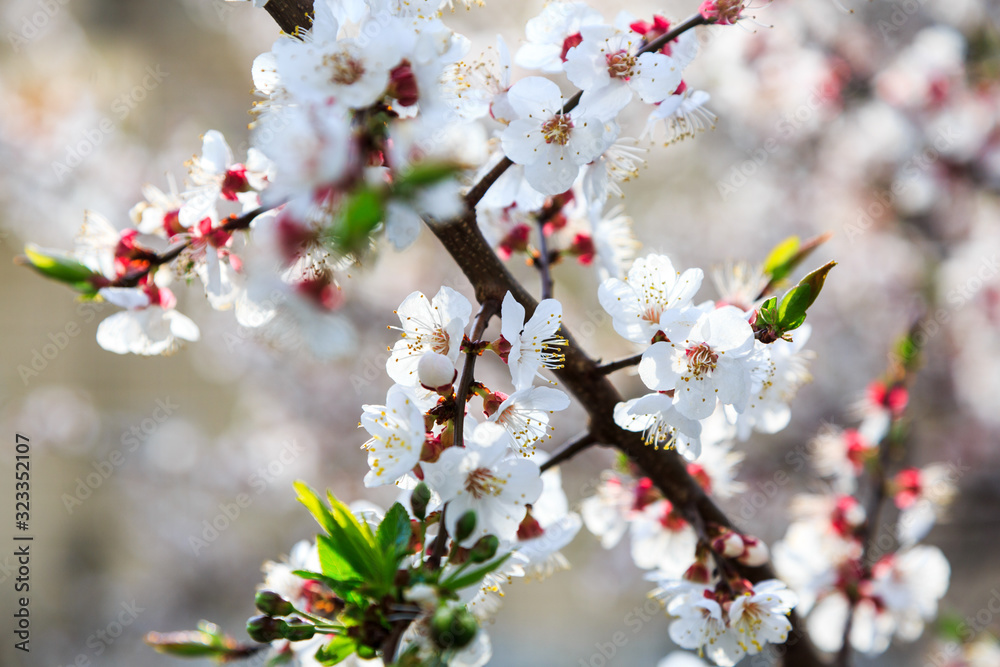 Blossoming cherry trees in spring. Sakura branches with sunlight. Nature background. Selective focus on buds. Blossoming cherry trees in spring. Sakura branches with sunlight. Nature background. Selective focus on buds.