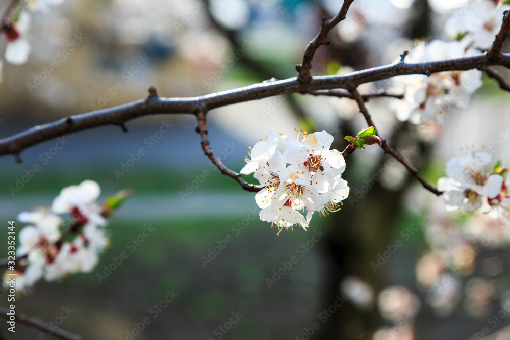Blossoming cherry trees in spring. Sakura branches with sunlight. Nature background Blossoming cherry trees in spring. Sakura branches with sunlight. Nature background