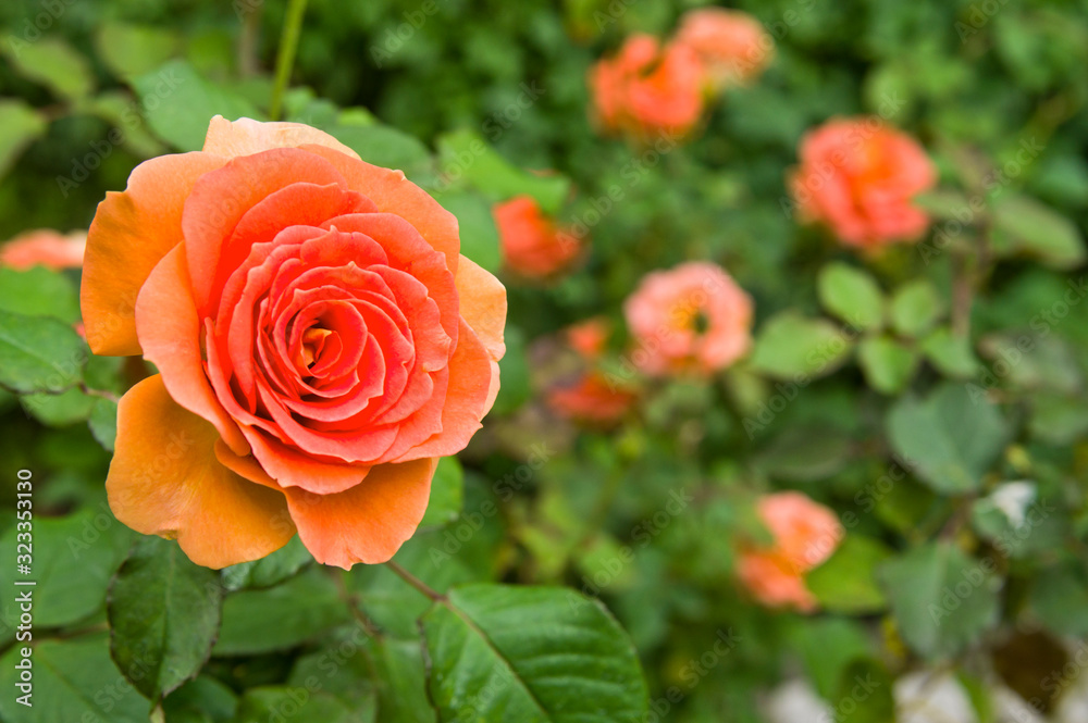 This flower is Rose. The name of this rose is This flower is Rose. The name of this rose is