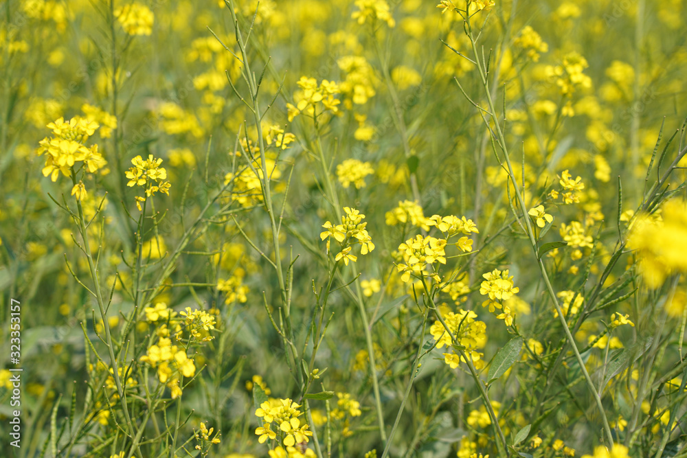 Mustard  Flower in Mustard Field in India