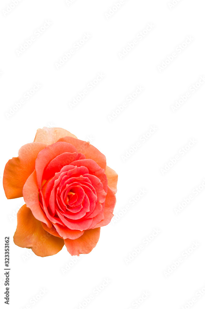 Rose flower isolated on white background. The blank part can be used for the message board. Rose flower isolated on white background. The blank part can be used for the message board.