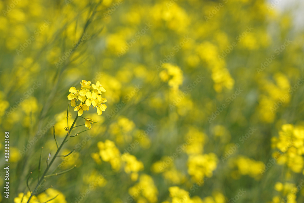 Mustard  Flower in Mustard Field in India