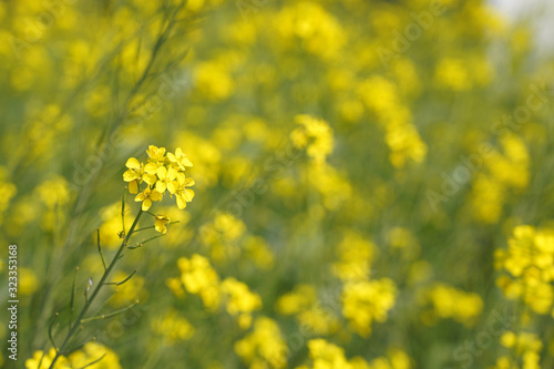 Mustard  Flower in Mustard Field in India © charnsitr