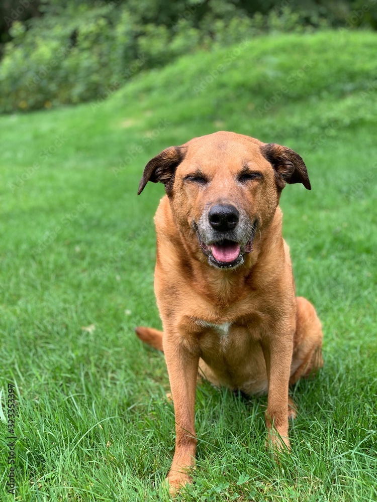 dog in grass