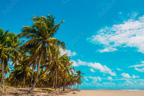 Paradise beach in island - Barra de Jangada  Pernambuco - Brazil