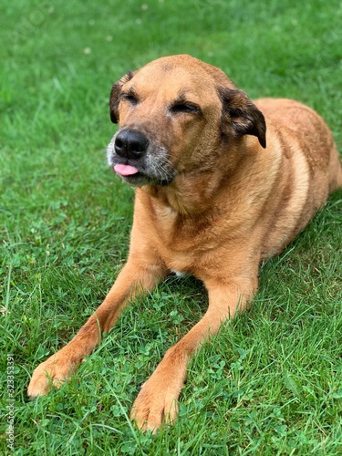 dog on grass