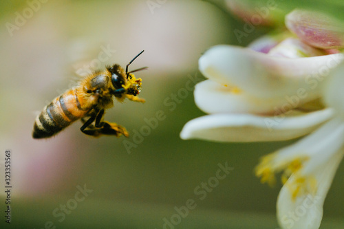 Honey bee on flower © Besson Imaging
