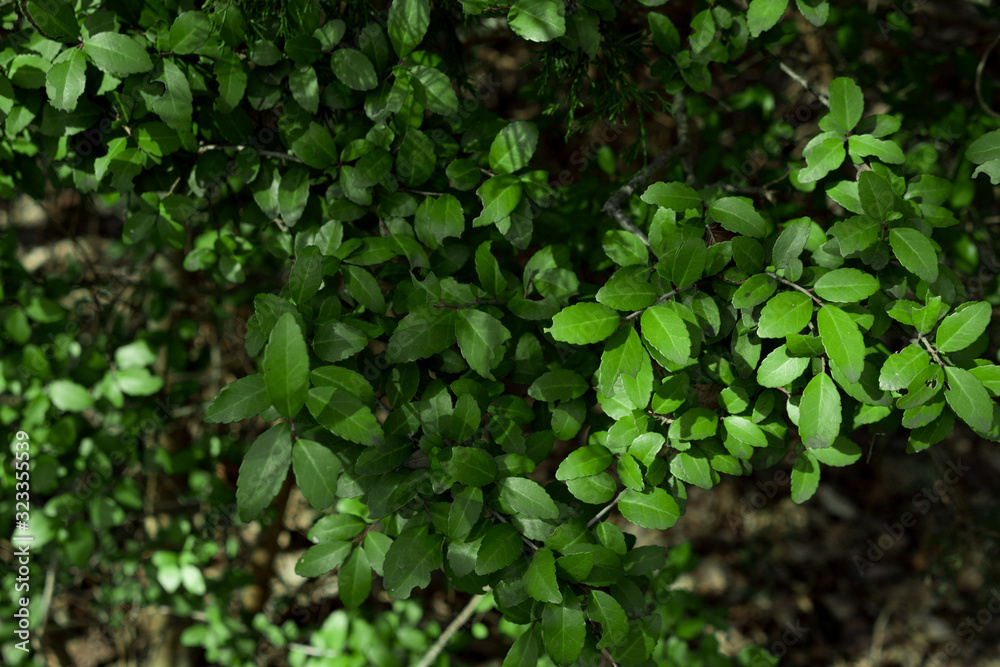 Tree branches with fresh leaves in a Texas city park on a sunny February day. Tree branches with fresh leaves in a Texas city park on a sunny February day.