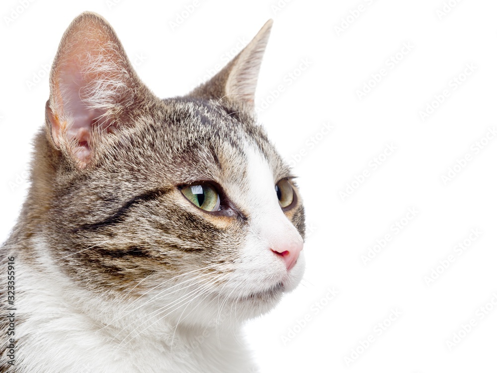 Close up portrait of young domestic cat kitten isolated on white