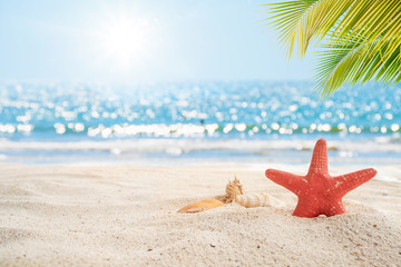 Beautiful beach background. Star fish, sea shell on white sand with palm tree and blur bokeh light of calm sea and sky. summer vacation background concept.