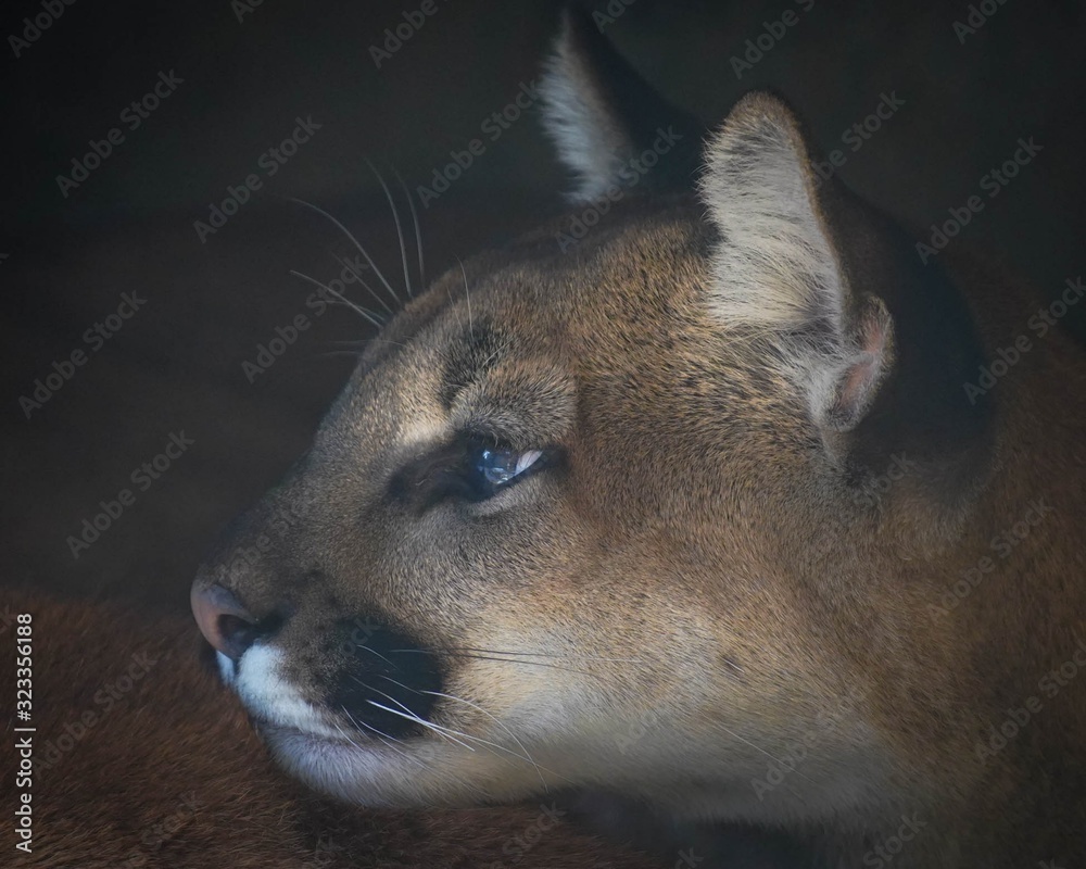 Naklejka premium Beautiful portrait of a young cougar, also known as a puma and mountain lion