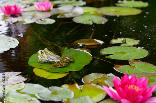 Green frog floating on a water lily pad leaf in a pond with pink flowers photo