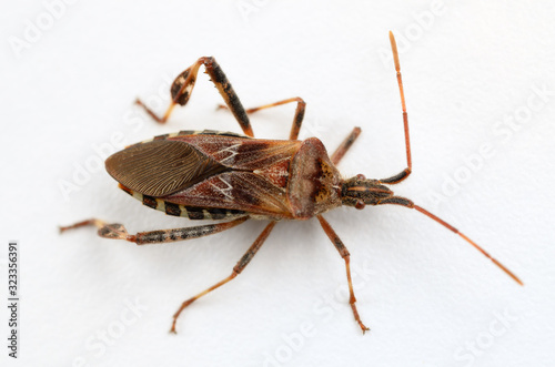 Top view of a Leaf footed bug on a white background
