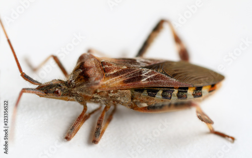 Cowering brown Leaf footed bug pest on a white background photo