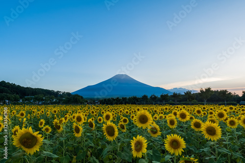 富士山 花の都公園 ひまわり