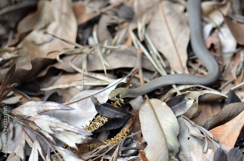 Australian native small venomous elapid, the Yellow faced Whip Snake, Demansia psammophis Australian native small venomous elapid, the Yellow faced Whip Snake, Demansia psammophis