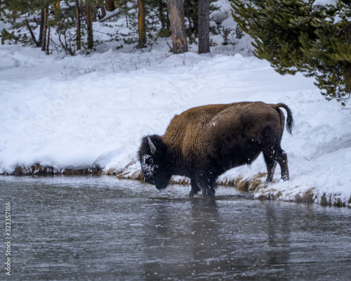 A single bison in Yellowstone National Park in winter