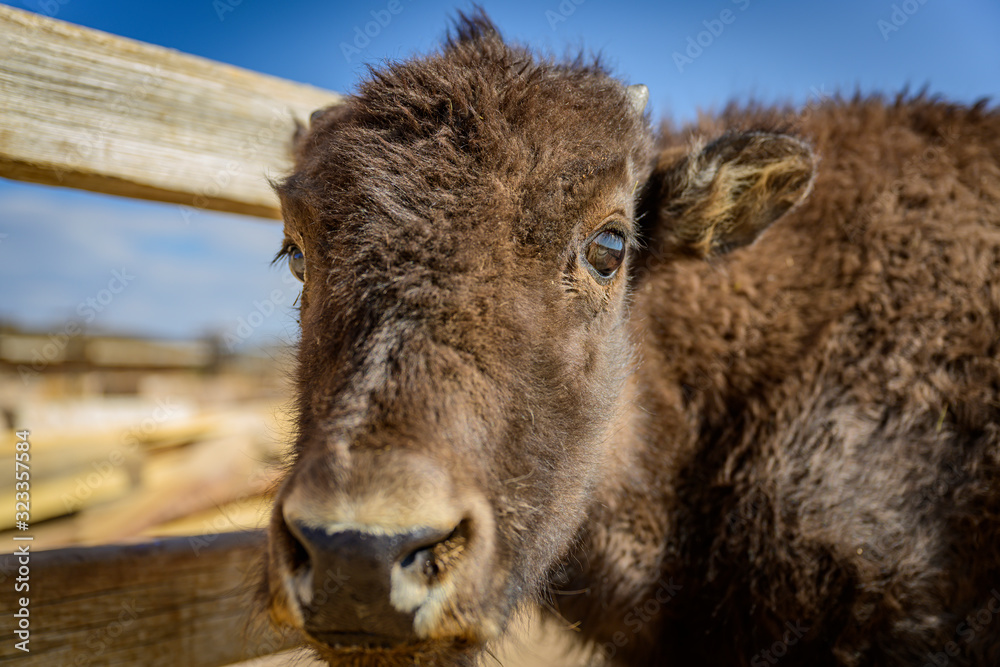 A baby bison outside of Zion National Park