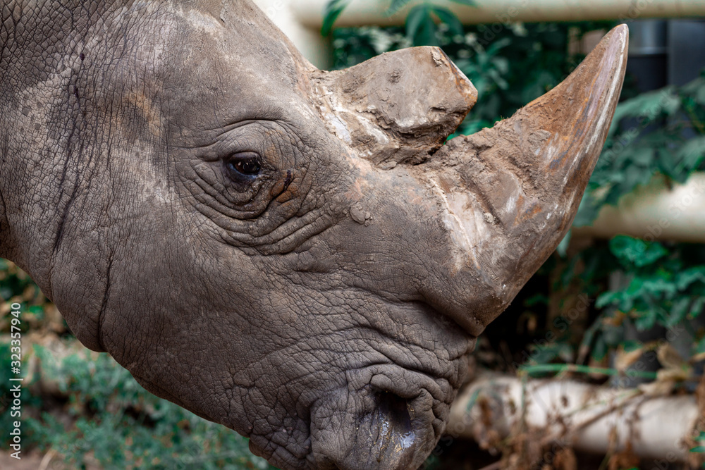 Fototapeta premium Big black rhino in nature close-up