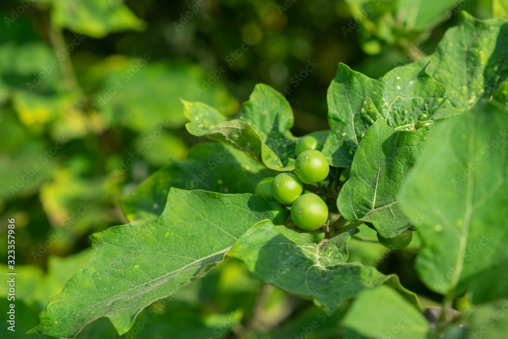 Turkey berry branch on tree in the garden.green Turkey berry or Eggplant.raw material for thai food. Turkey berry branch on tree in the garden.green Turkey berry or Eggplant.raw material for thai food.