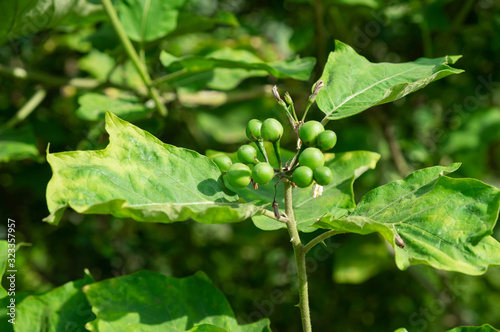 Wallpaper Mural Turkey berry branch on tree  in the garden.green Turkey berry or Eggplant.raw material for thai food. Torontodigital.ca