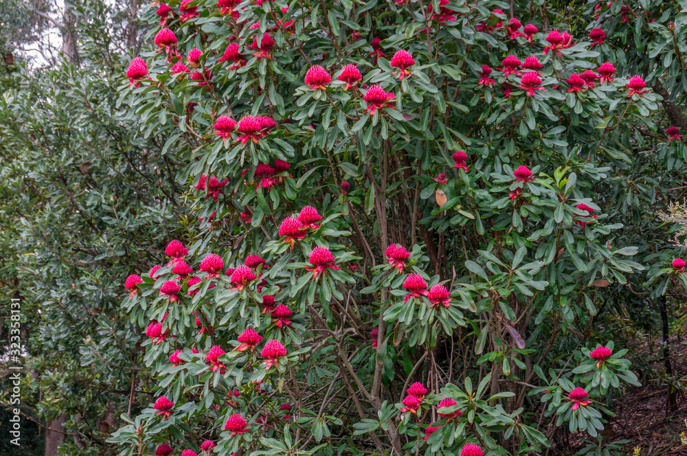 Waratah tree in full bloom. Telopea Waratah tree with large red flowers