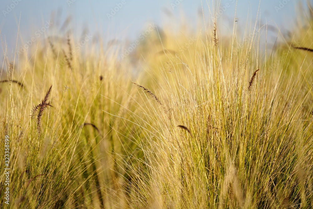 field of wheat with ears